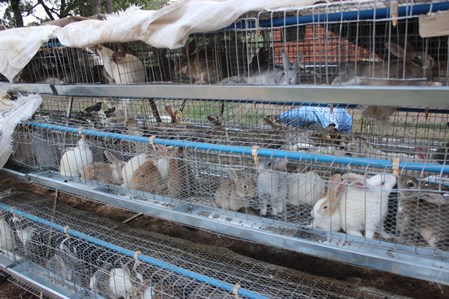 From Six Rabbits To Over 800 Celebrating Being Zimbabwean