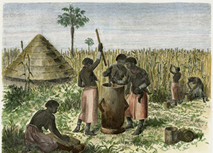 Preparation of sorghum, Woodcut 1864.