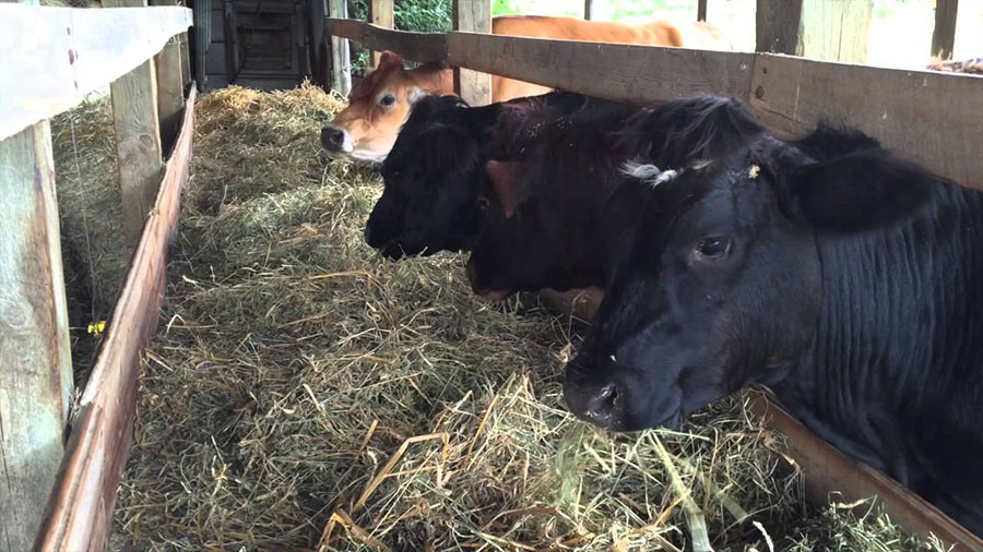Cattle nutrition: Is rotational grazing the answer?: Part One …two forage categories, wet and dry | Celebrating Being Zimbabwean Cattle nutrition: Is rotational grazing the answer?: Part One …two forage categories, wet and dry | Celebrating Being Zimbabwean