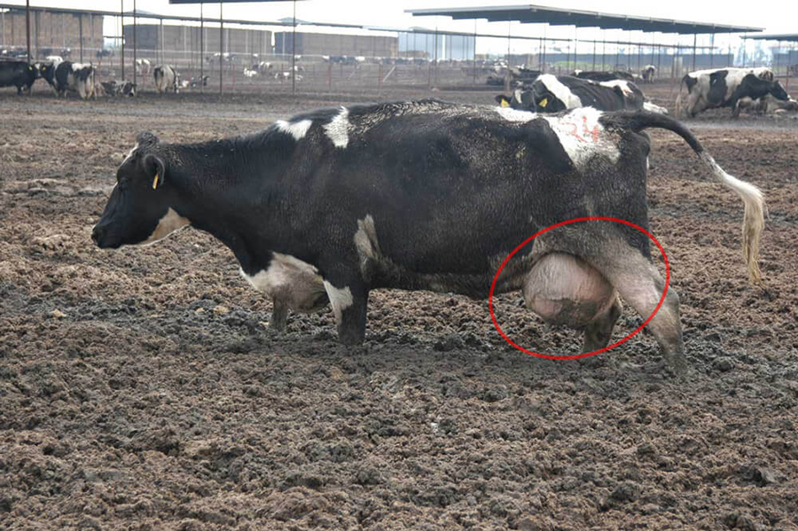 Mastitis A Costly Disease In Dairy Farming Celebrating Being Zimbabwean