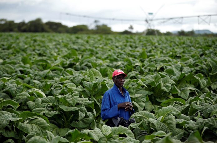 A farm worker looks on during the harvesting of tobacco at Dormervale farm east of Harare