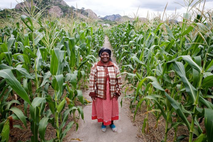 Zimbabwe Farming