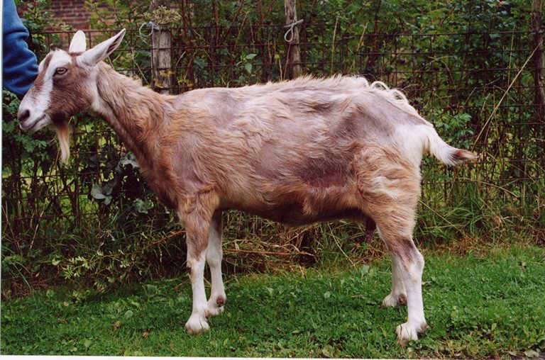 signs of cae in goats signs of cae in goats