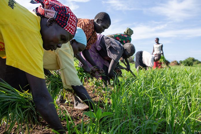 FAO projects: OSRO/SSD/608/DEN & GCP/SUD/068/CAN - Strengthening the resilience of households to food insecurity in South Sudan